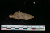 藏品(日本毛蟲石鱉)的圖片